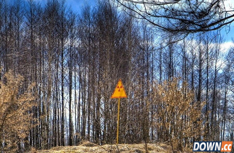 十大辐射惊人事实：切尔诺贝利“不死林地”