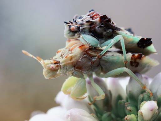 微距离摄影 绝美的生命赞歌