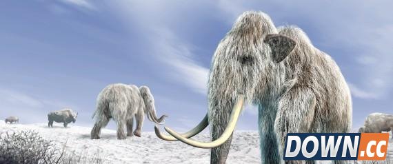 猛犸象为何灭绝了？因为人类与狗