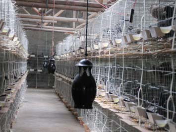 农民自己发明灭蚊器 一晚最多能消灭5万只蚊子