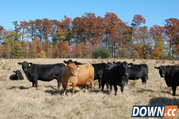 气候变化的罪魁祸首原来是畜生