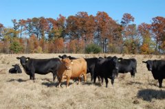 气候变化的罪魁祸首原来是牲畜