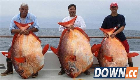 美渔船幸运爆棚 1天捕到3条月亮鱼