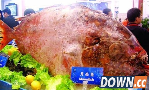 美渔船幸运爆棚 1天捕到3条月亮鱼