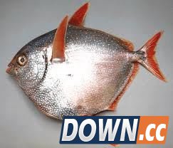 美渔船幸运爆棚 1天捕到3条月亮鱼