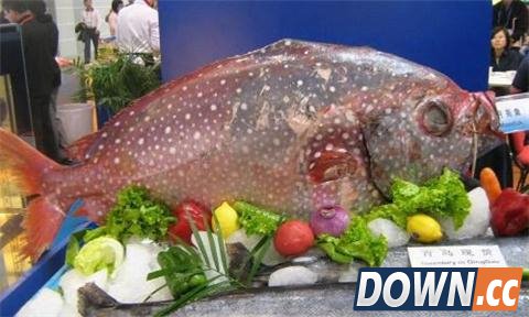 美渔船幸运爆棚 1天捕到3条月亮鱼