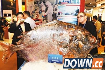 美渔船幸运爆棚 1天捕到3条月亮鱼