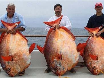 美渔船1天内幸运的捕获3条月亮鱼