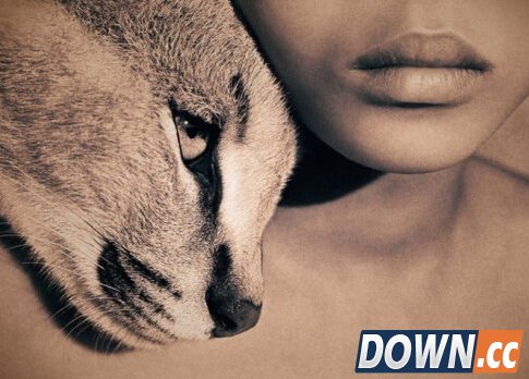 苹果股价攀升原因揭秘：“动物精神”