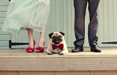 AppleWatch或成相亲社交平台