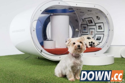 高科技狗窝DreamDoghouse惹人嫉妒 别再叫自己单身狗