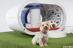 高科技狗窝DreamDoghouse惹人嫉妒 别再叫自己单身狗