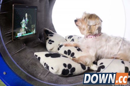 高科技狗窝DreamDoghouse惹人嫉妒 别再叫自己单身狗