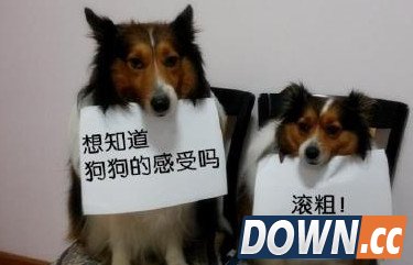 微信计步器绑在狗身上