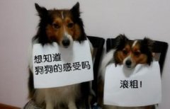 微信运动计步新妙招：计步器绑在狗狗身上