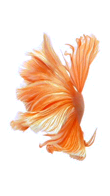 iPhone6S内置壁纸下载