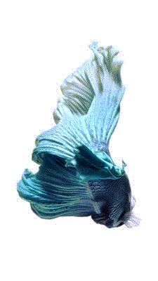 iPhone6S内置壁纸下载