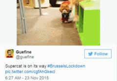 布鲁塞尔宵禁话题走红twitter 萌宠成主角