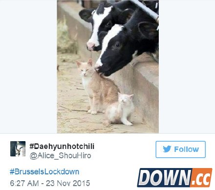 喵星人成比利时推特反恐主角