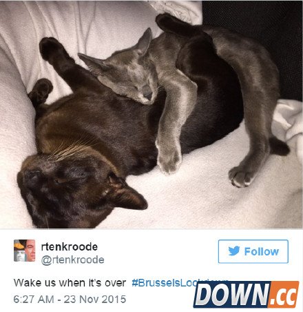 喵星人成比利时推特反恐主角