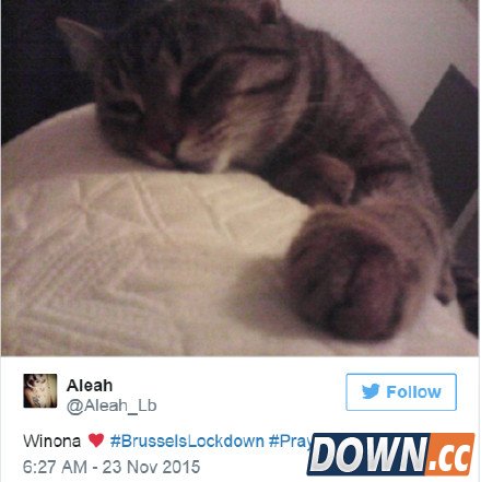 喵星人成比利时推特反恐主角