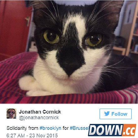 喵星人成比利时推特反恐主角