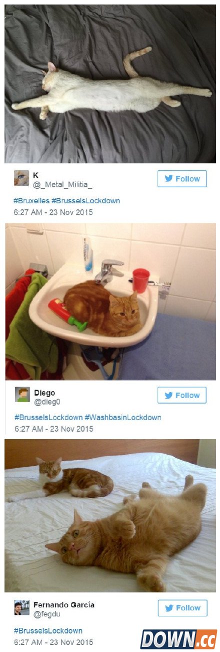 喵星人成比利时推特反恐主角