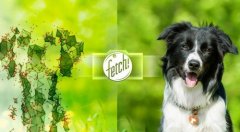微软推出识别狗狗种类应用"Fetch "