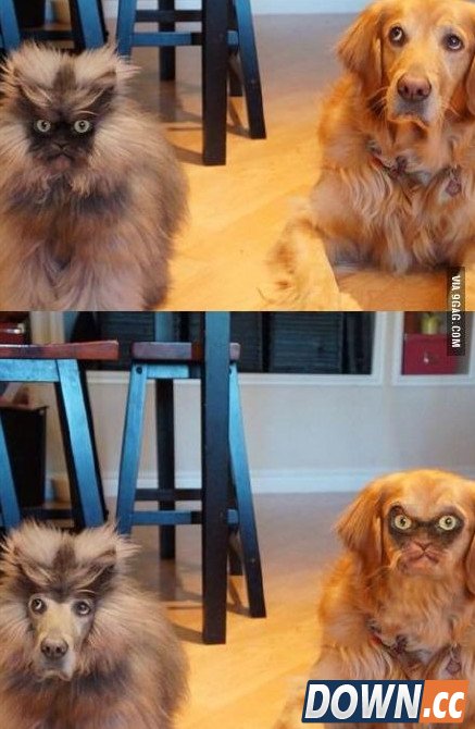 face swap live搞笑图