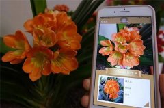 微软识花：精细物体识别是怎么做到的