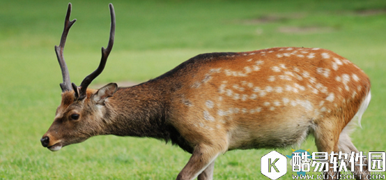阴阳师小鹿男信物线索介绍