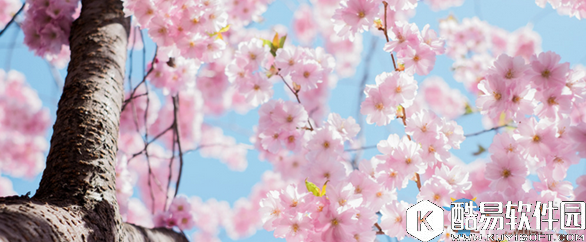 阴阳师樱花妖信物线索介绍