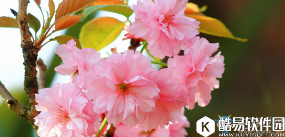 阴阳师樱花妖信物线索介绍