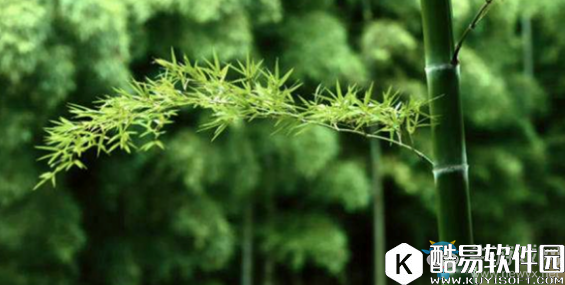 阴阳师万年竹信物线索介绍