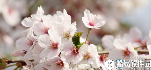 阴阳师樱花妖信物线索介绍