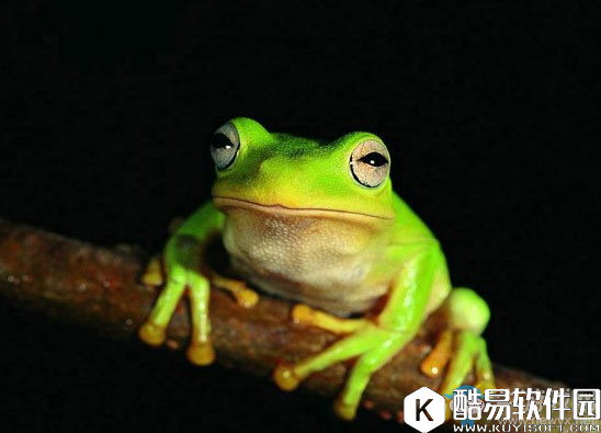 阴阳师青蛙瓷器信物线索