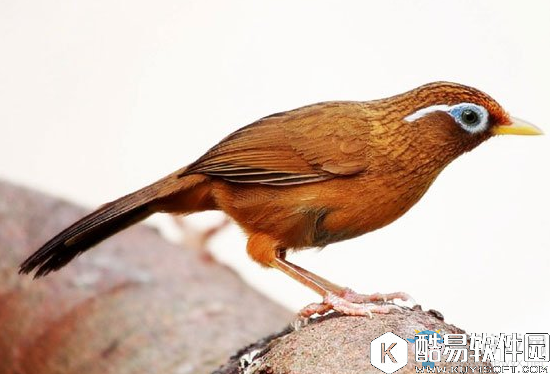 阴阳师姑获鸟信物线索