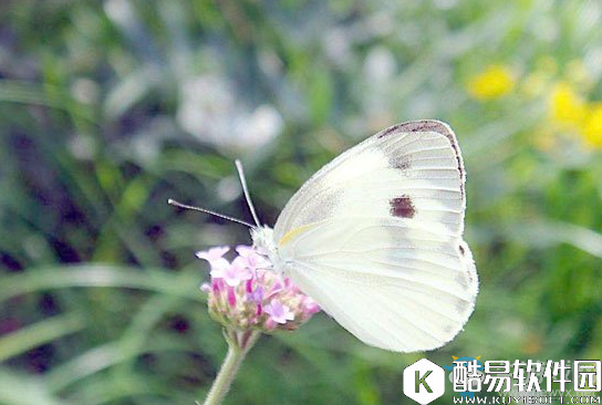 阴阳师蝴蝶精信物线索