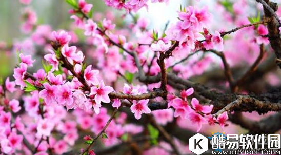 阴阳师桃花妖信物线索