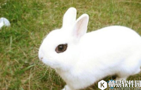 阴阳师山兔信物线索