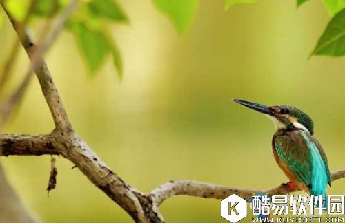 阴阳师花鸟卷信物线索